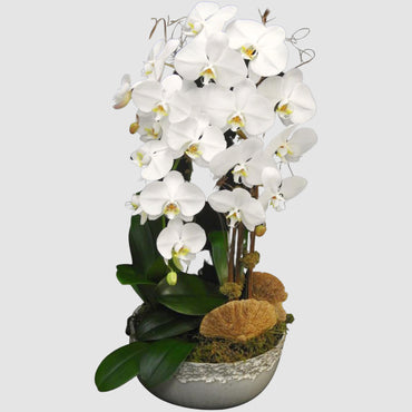 Waterfall Orchid - Tooka Florist