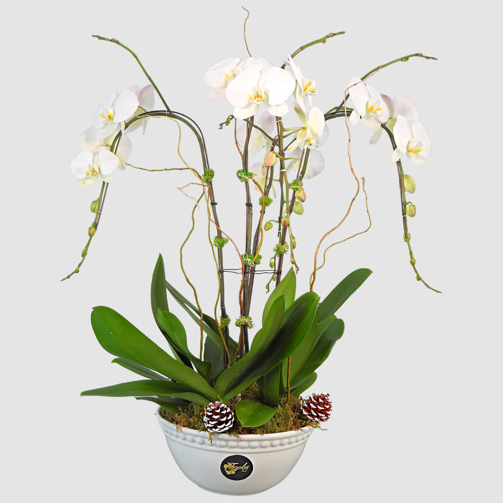 Royal Orchid - Tooka Florist
