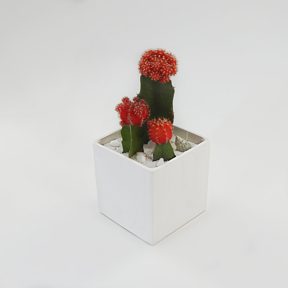 Triple Moon Cactus - Tooka Florist