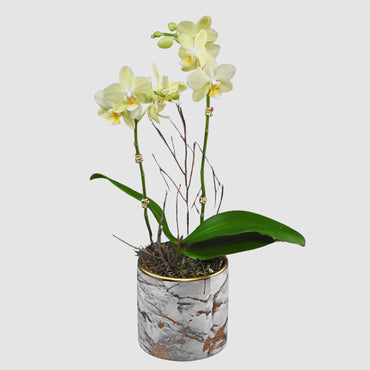 Mini Orchid - Tooka Florist