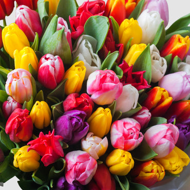 Spring Tulips - Tooka Florist