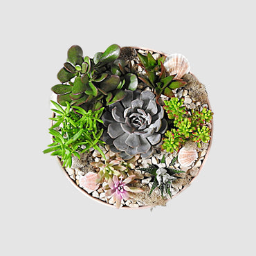 Succulent City - Tooka Florist
