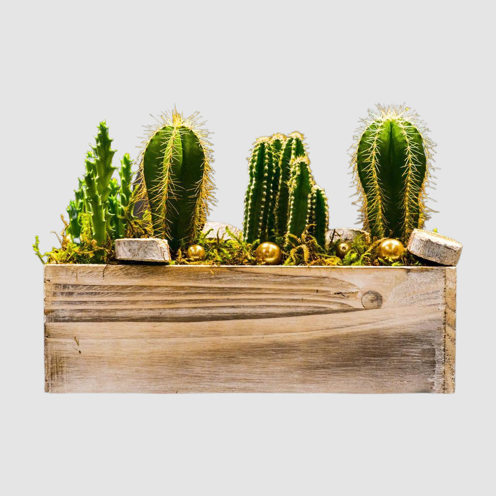 Wood Box Cacti - Tooka Florist