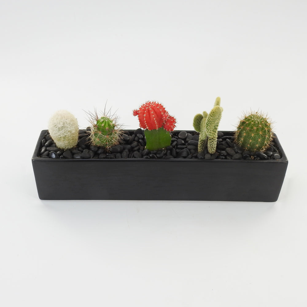 Black Sand Cactus - Tooka Florist
