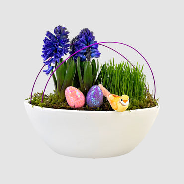 Hyacinth Boat - Tooka Florist