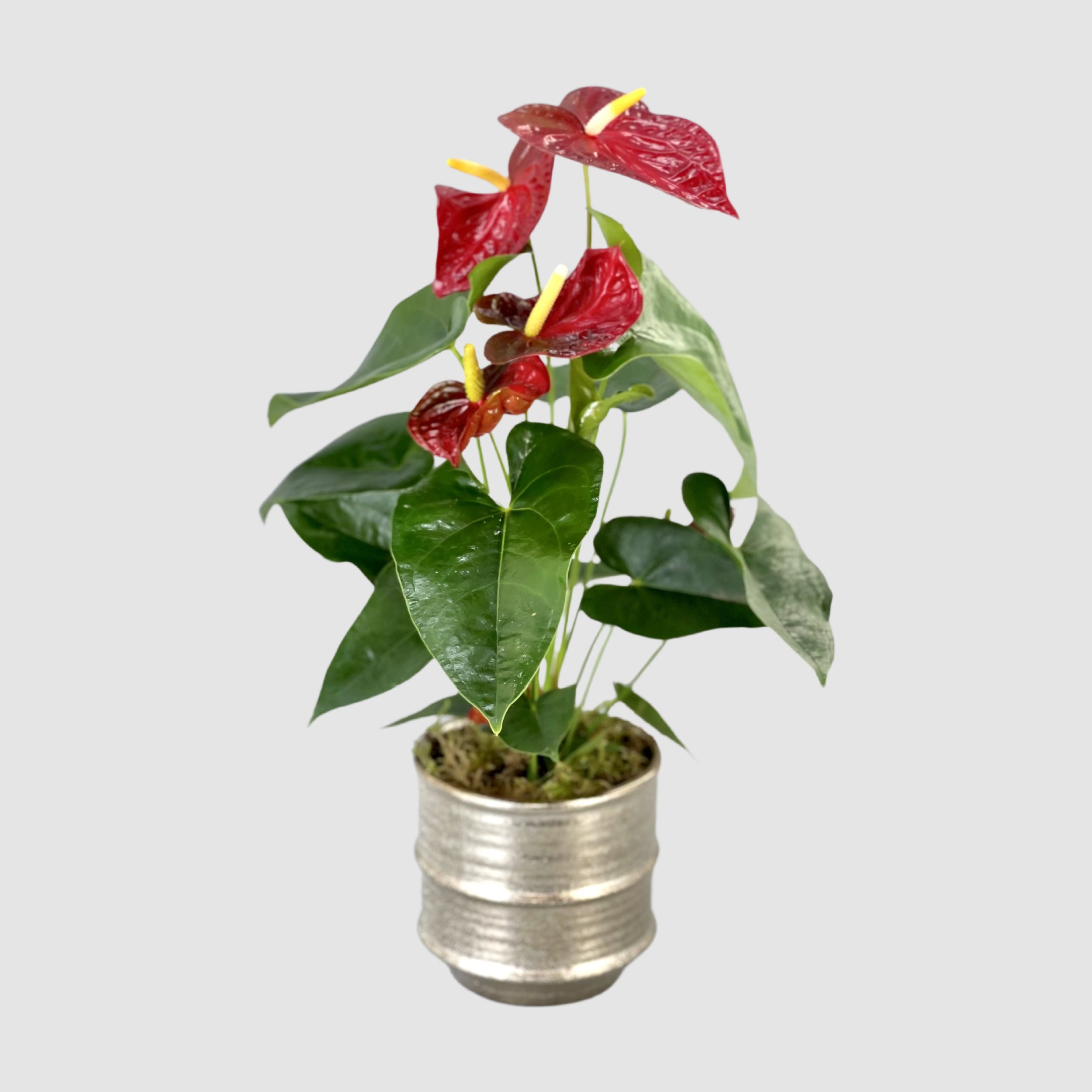 Anthurium - Tooka Florist