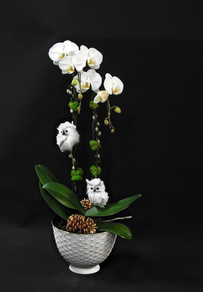 Owl Orchids - Tooka Florist