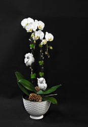 Owl Orchids - Tooka Florist
