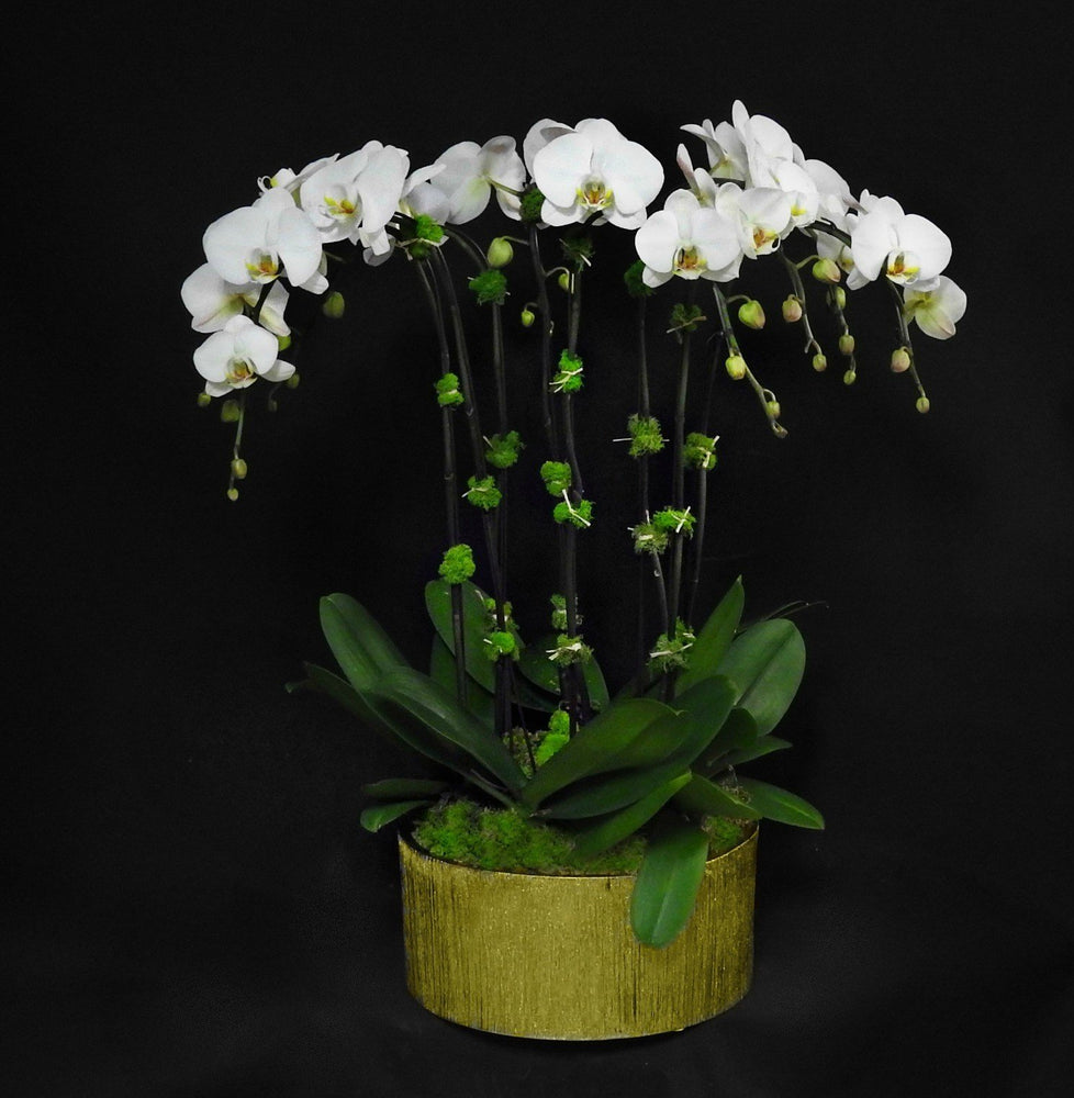 360 Orchid Arrangement - Tooka Florist