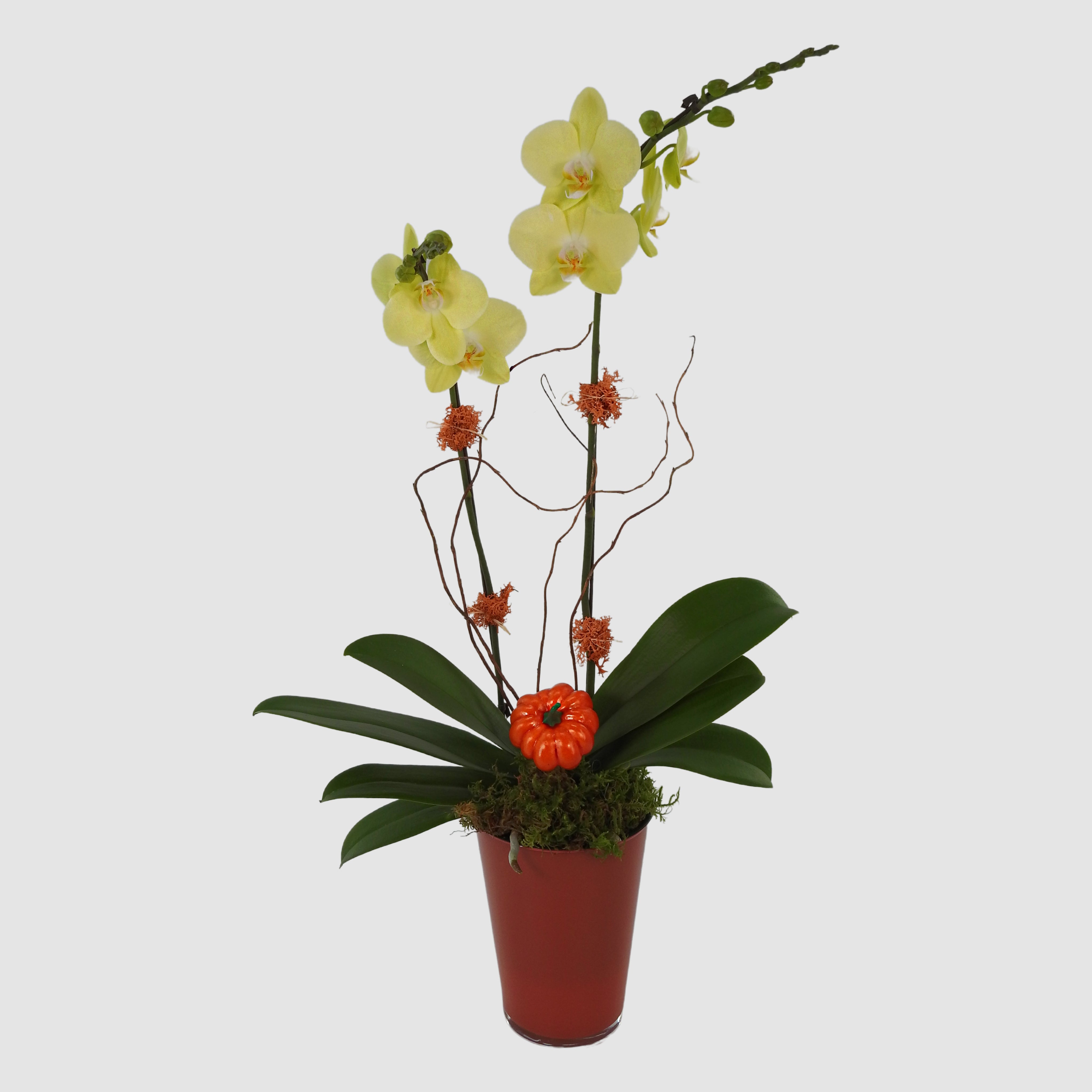 Cheerful Orchid - Tooka Florist