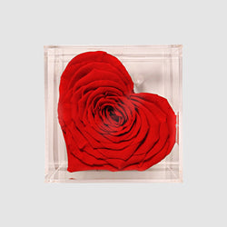 preserved Red Rose - Tooka Florist