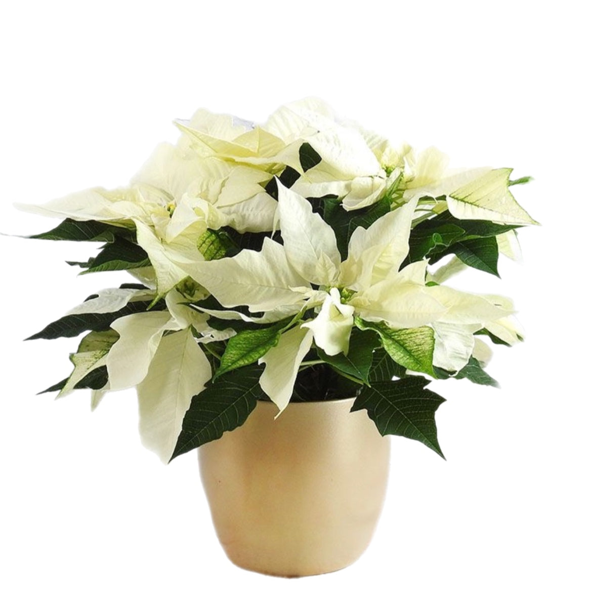 White Poinsettia - Tooka Florist