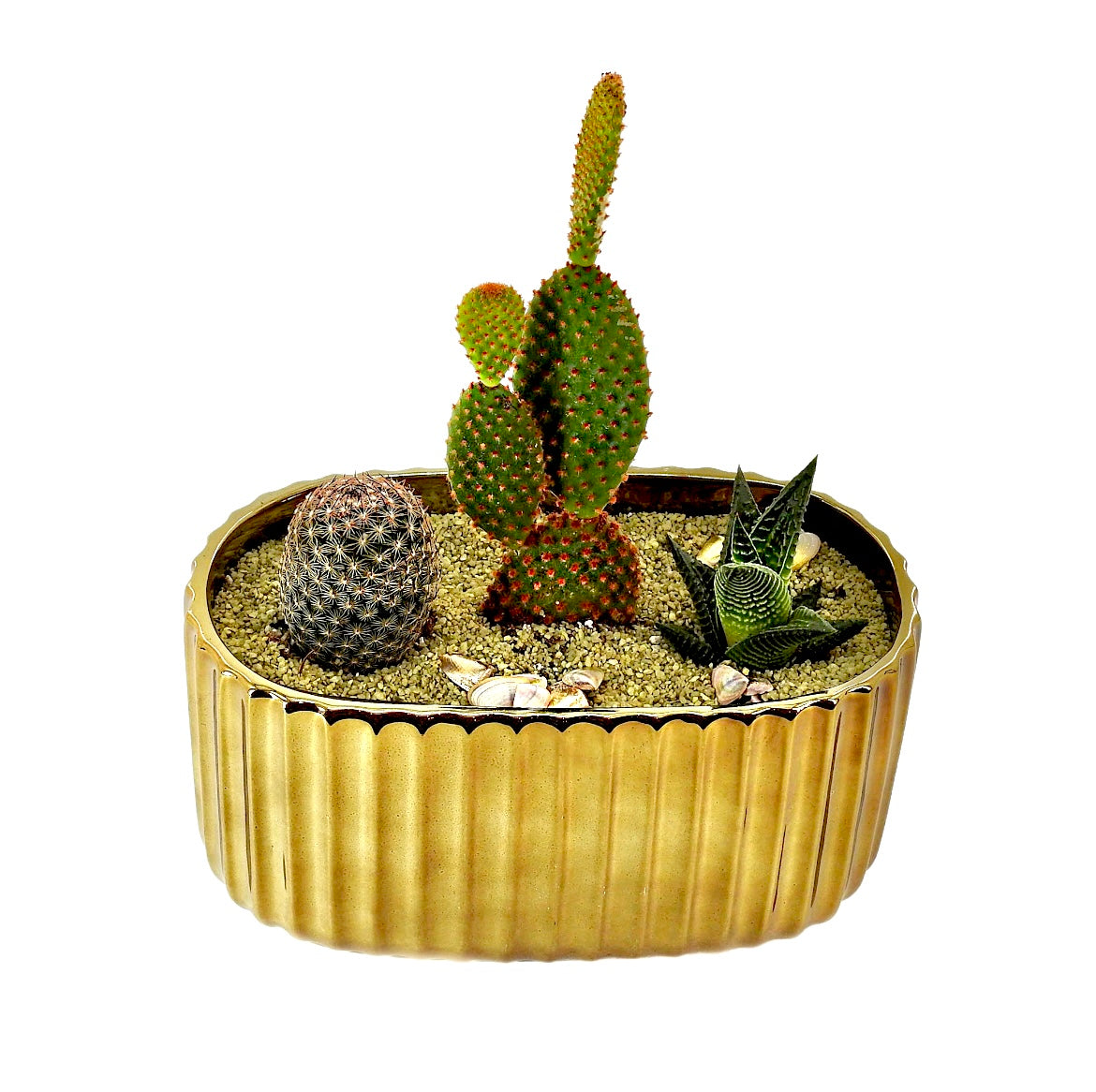 Golden Cactus - Tooka Florist
