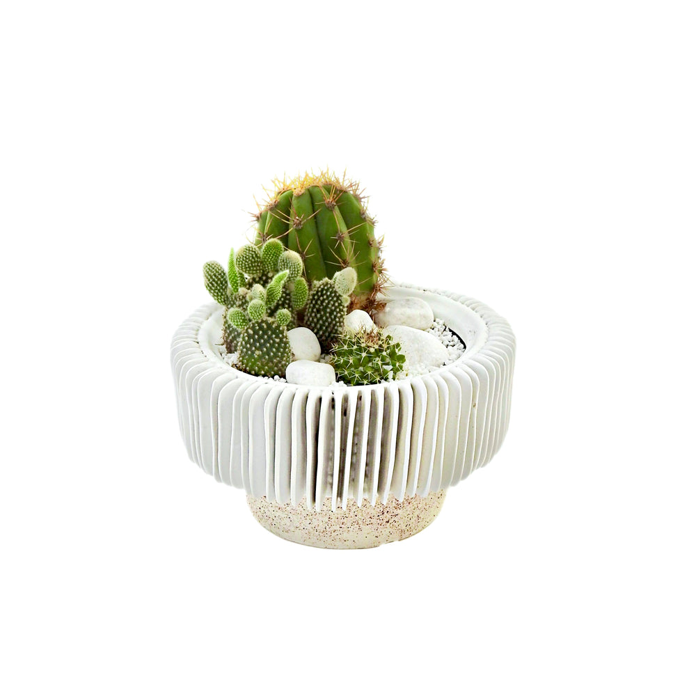 Classic Cactus in White - Tooka Florist