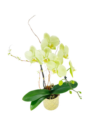 Divine Yellow Orchid - Tooka Florist
