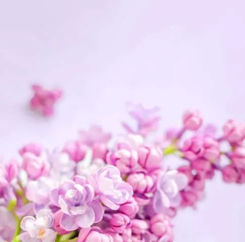 Fresh Picks lilac flowers banner with pink and purple blooms