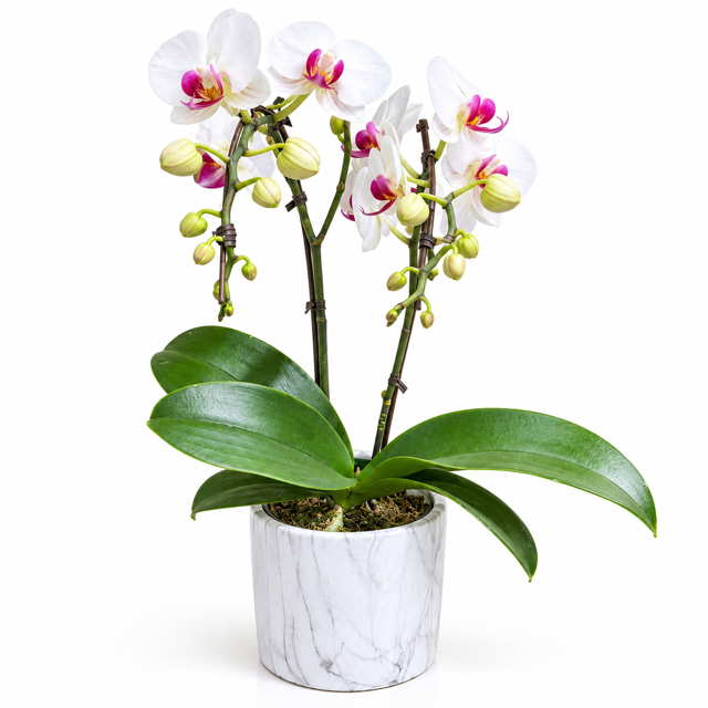 452619A9-1DBC-414A-8F96-53D3A1BB3BD4 Mini Double Pink Phalaenopsis - Image 1