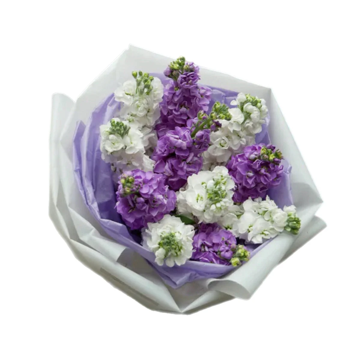 Bouquet of Mattiola Bouquet of Mattiola - Purple and white stock flowers bouquet Vancouver