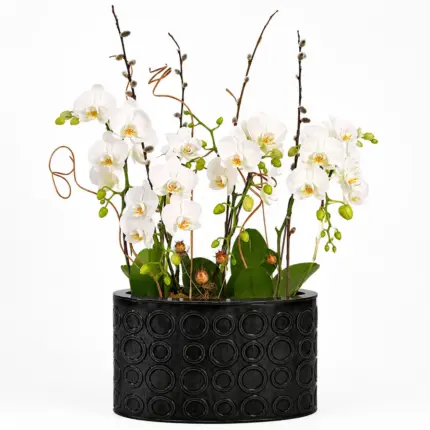 Miniature Waterfall Orchid - Elegant white miniature phalaenopsis orchid in textured black pot Vancouver