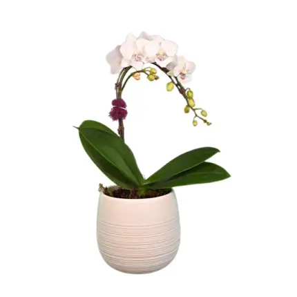 Miniature White Delight Orchid - White mini phalaenopsis orchid in ceramic pot Vancouver