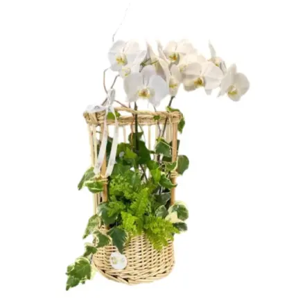 Orchid Basket - White phalaenopsis orchid in woven basket Vancouver