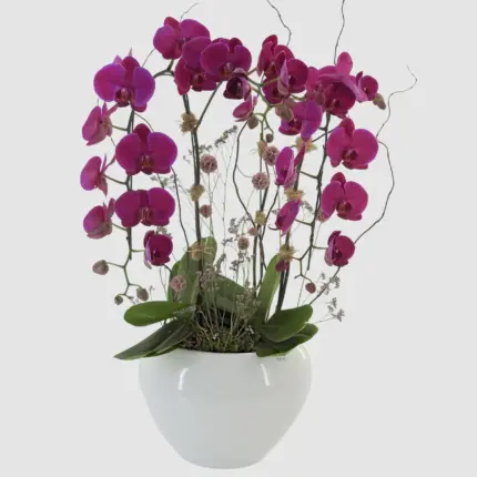 Pink Perfection Orchid Garden - Magenta phalaenopsis orchids in white ceramic pot Vancouver