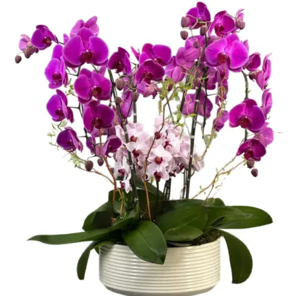 Purple Forest orchid planter - Vibrant purple phalaenopsis orchids in white pot Vancouver