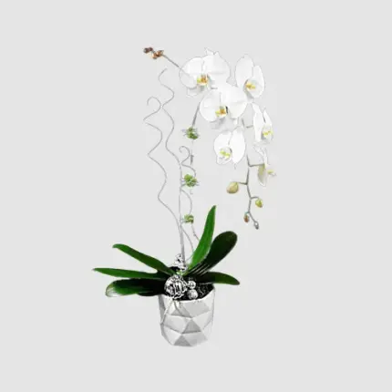 The Orchid Jewel - White phalaenopsis orchid plant in silver geometric vase Vancouver