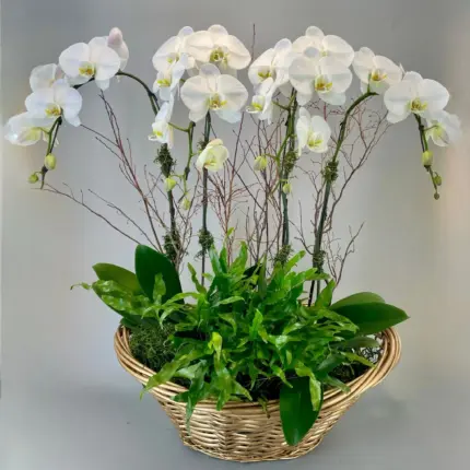 The Orchid Throne - White phalaenopsis orchids planter in woven basket Vancouver