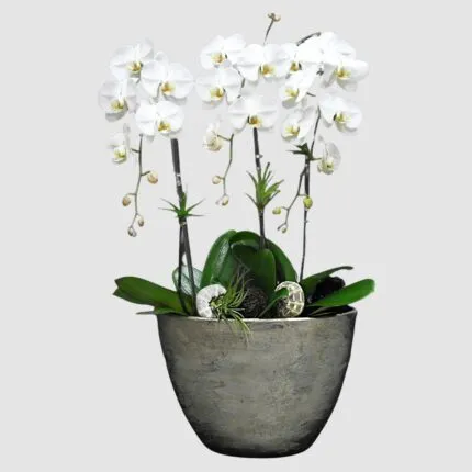 Air Plant Orchid