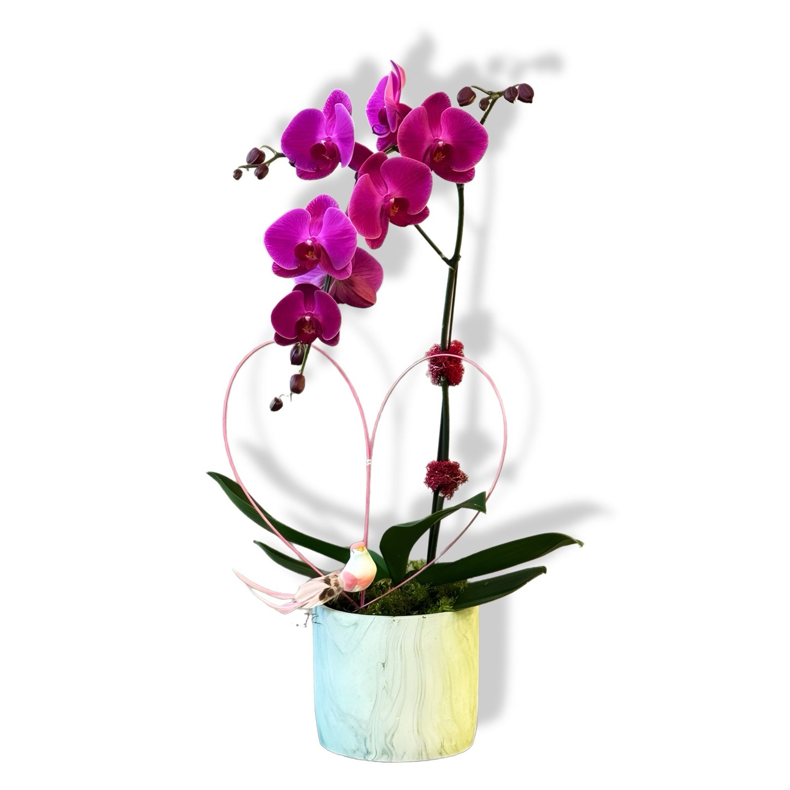 sugar-plum-orchid-tooka-florist-north-west-greater-vancouver-5273978.jpg Sugar Plum Orchid - Image 1