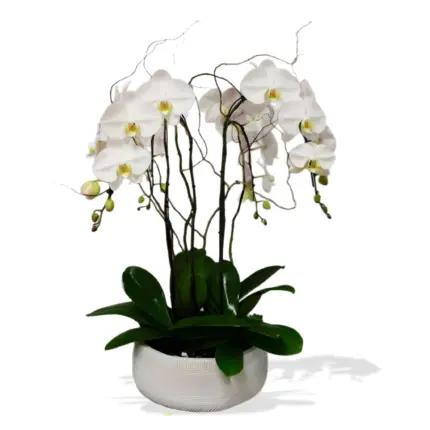 Royal Orchid - Elegant white phalaenopsis orchid planter Vancouver