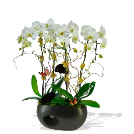 Butterfly Harmony Orchid Planter - White phalaenopsis orchids with decorative butterflies in dark planter Vancouver