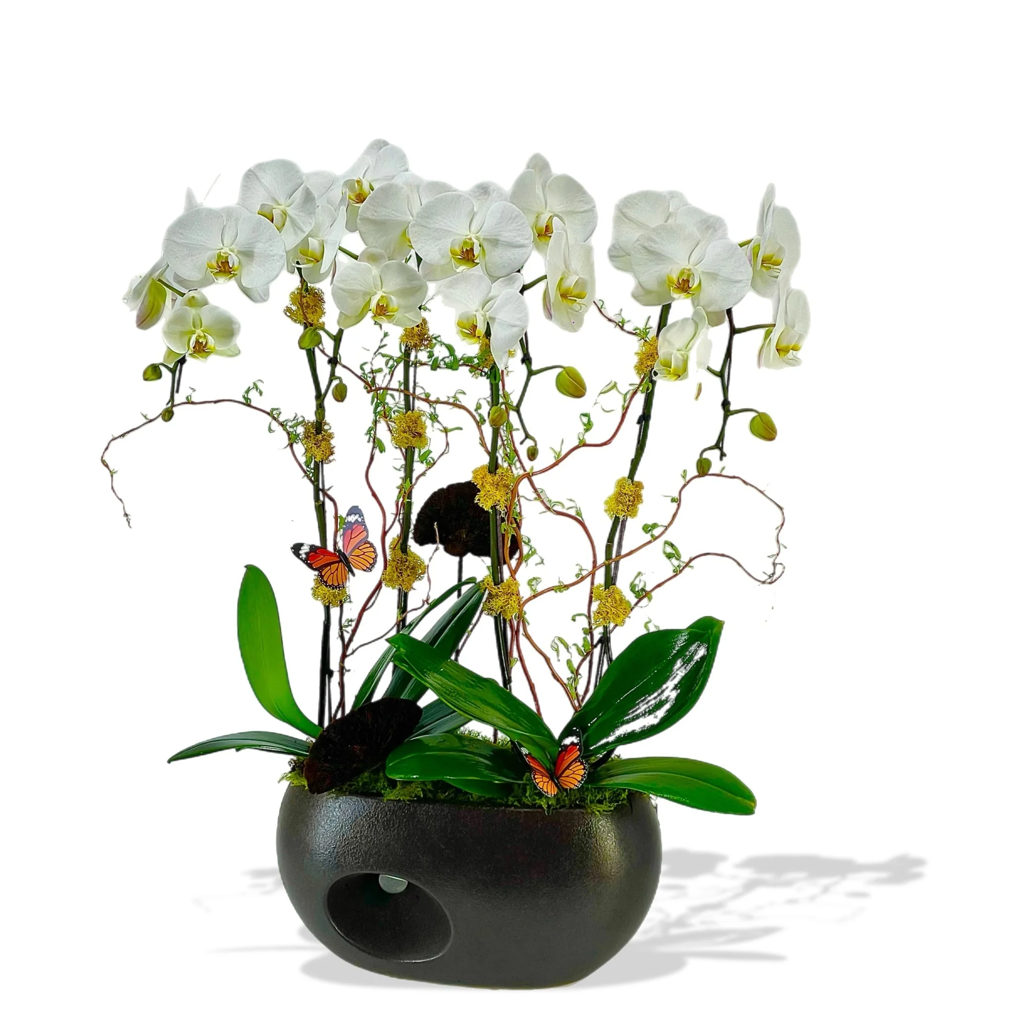 Butterfly Harmony Orchid Planter Butterfly Harmony Orchid Planter - White phalaenopsis orchids with decorative butterflies in dark planter Vancouver