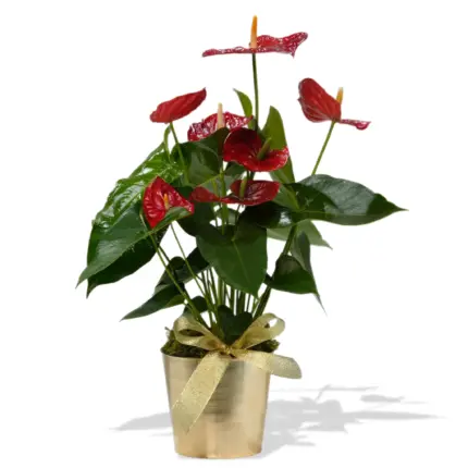 Golden Anthurium - Red anthurium plant in metallic gold pot with ribbon Vancouver