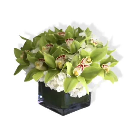 Green Orchid Serenity Cube - Green cymbidium orchids and white hydrangeas in glass cube Vancouver
