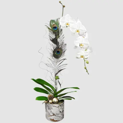 Marble Phalaenopsis orchid - White cascade phalaenopsis orchid with peacock feathers in marble pot Vancouver
