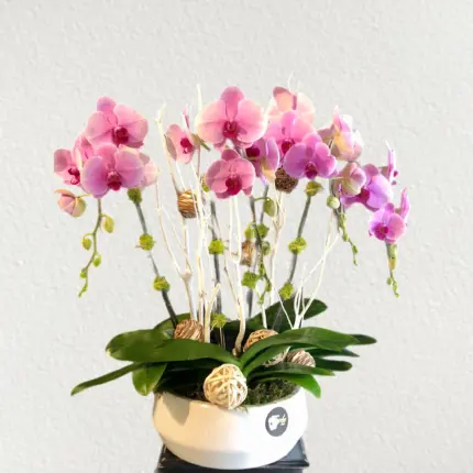 Pink Harmony Orchids Planter - Pink phalaenopsis orchids in white ceramic bowl Vancouver
