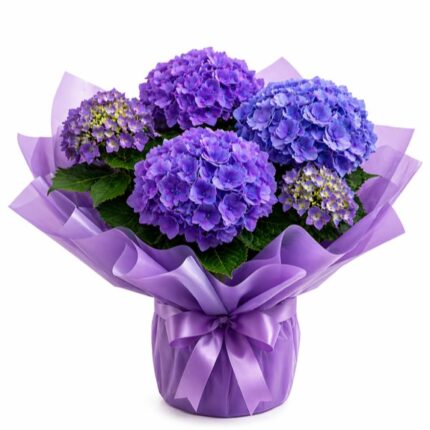 Purple Hydrangea Planter
