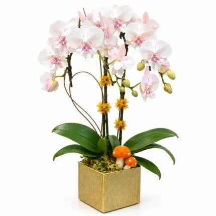 Mini Orchid plant - White phalaenopsis mini orchid in gold pot Vancouver
