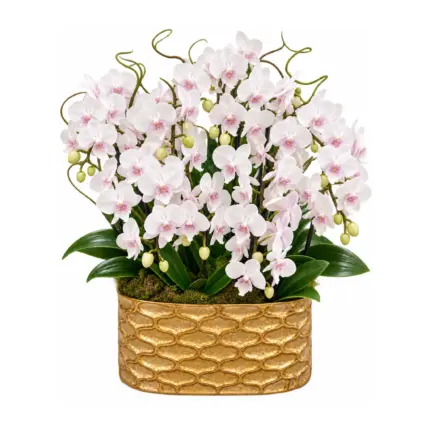 Orchid Majesty - White and pink phalaenopsis orchid arrangement in golden honeycomb pot Vancouver